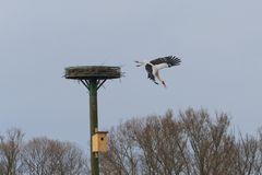 Storch macht den Abgang