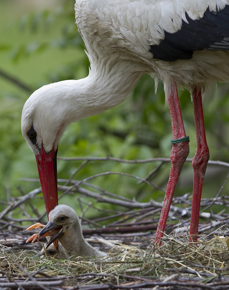 Storch Mahlzeit