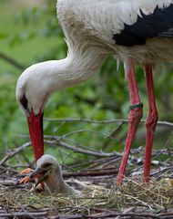 Storch Mahlzeit