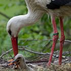 Storch Mahlzeit