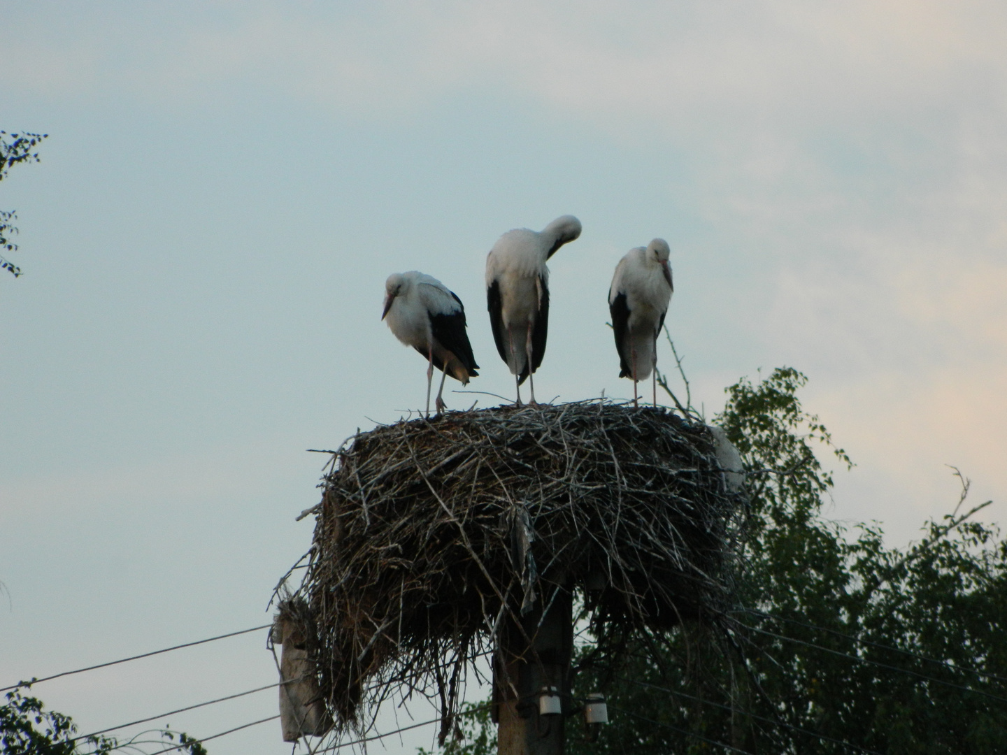 Storch, Mama, Papa, Kleinkind