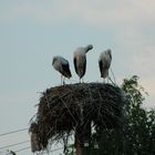 Storch, Mama, Papa, Kleinkind