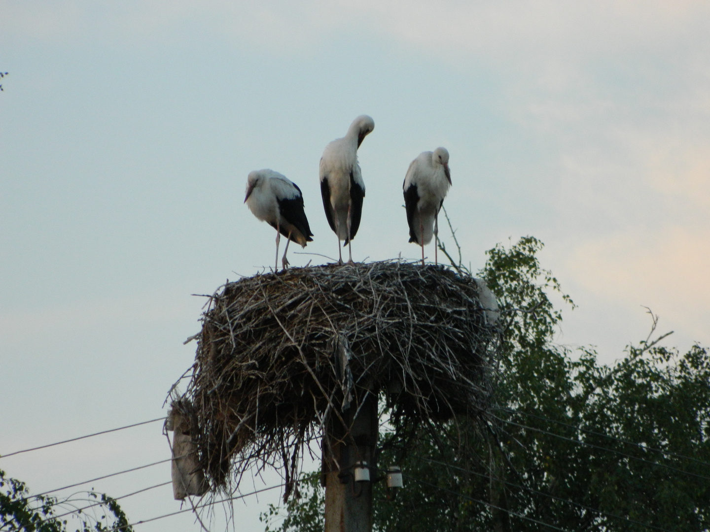 Storch, Mama, Papa, Kleinkind, Familie, Nest