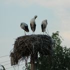 Storch, Mama, Papa, Kleinkind, Familie, Nest