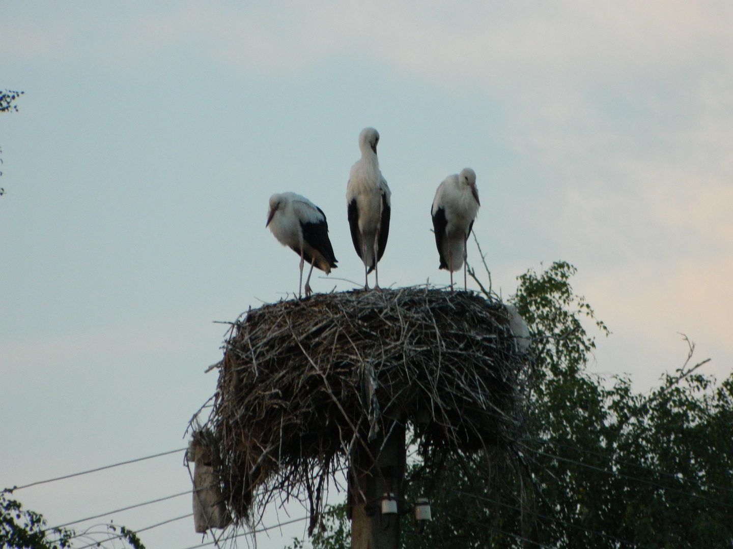 Storch, Mama, Papa, Kleinkind, Familie, Nest