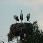 Storch, Mama, Papa, Kleinkind, Familie, Nest