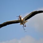 Storch mit Ast oder doch Ast mit Storch?