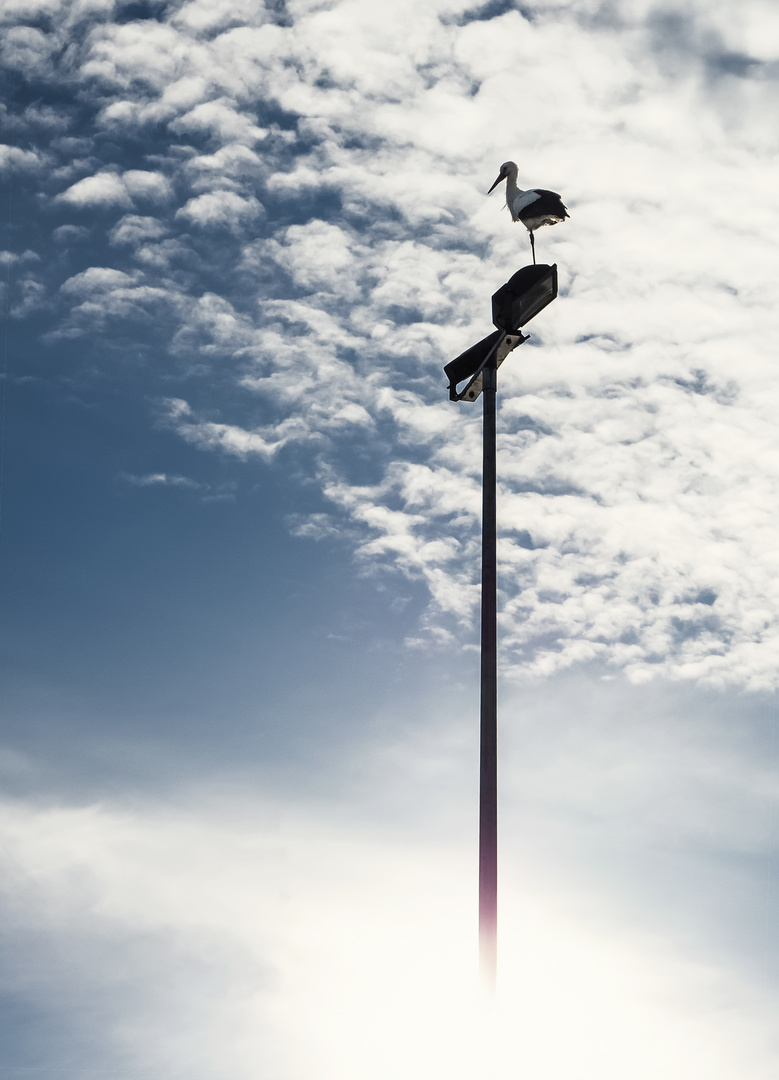 Storch mit Ausblick