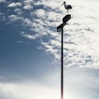 Storch mit Ausblick