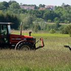 Storch mit Bauer beim mähen