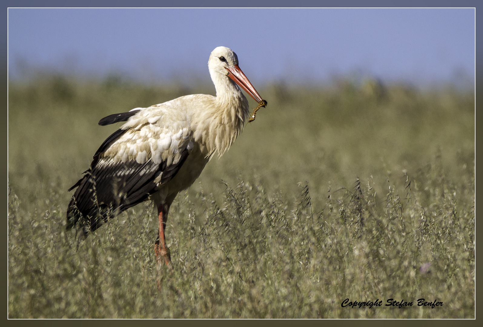 Storch mit Beute