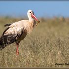 Storch mit Beute