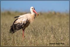 Storch mit Beute