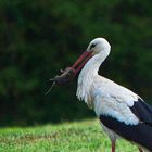 Storch mit Beute 