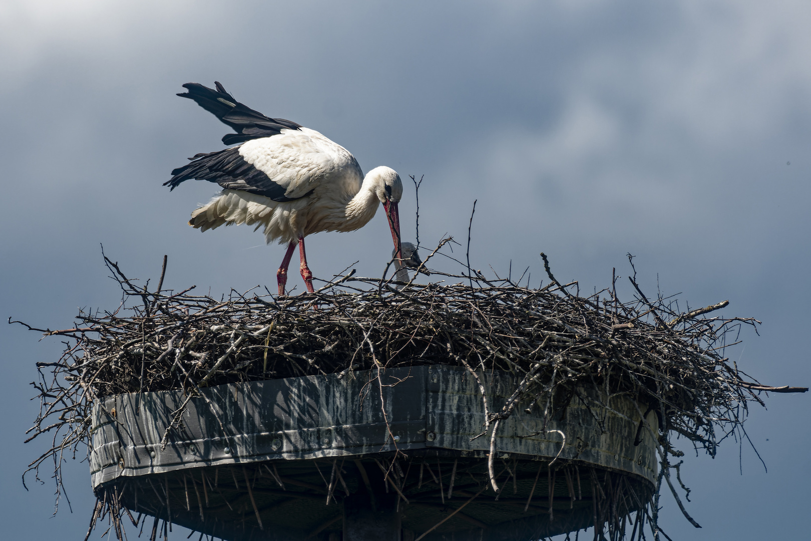  Storch mit einem Jungen 