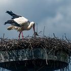  Storch mit einem Jungen 