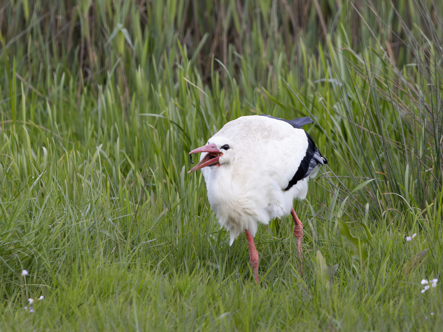 Storch mit Essen von vorne