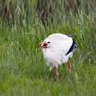 Storch mit Essen von vorne