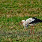 Storch mit fettem Regenwurm