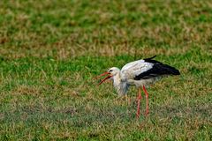 Storch mit fettem Regenwurm