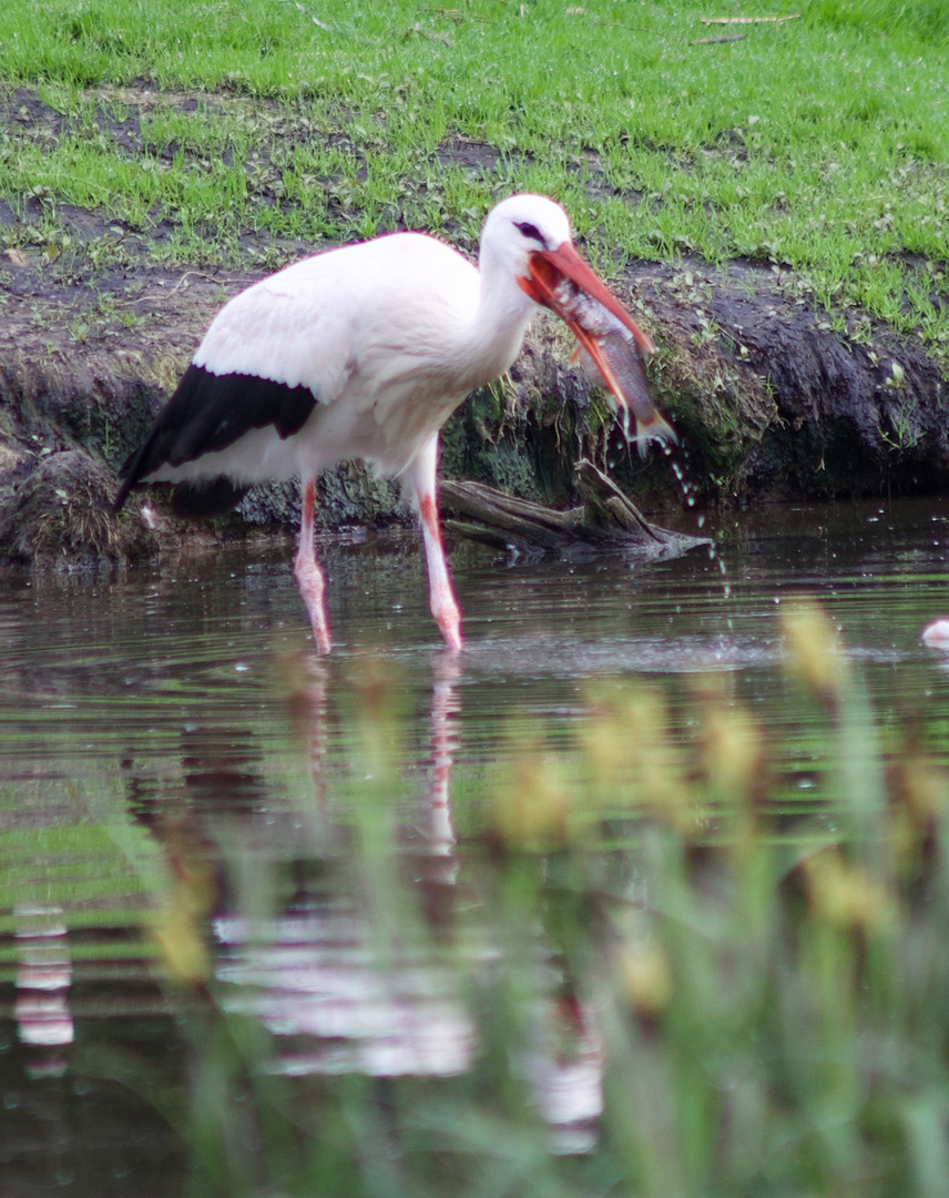 Storch mit Fisch 2