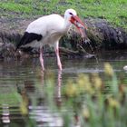 Storch mit Fisch 2