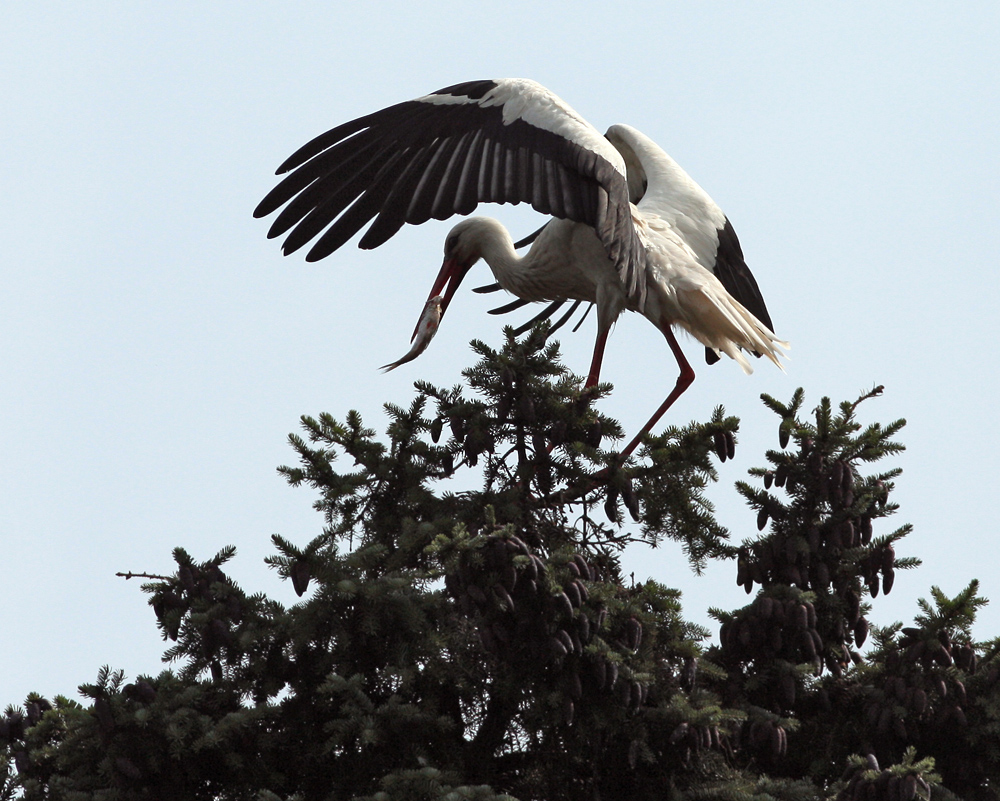 Storch mit Fisch