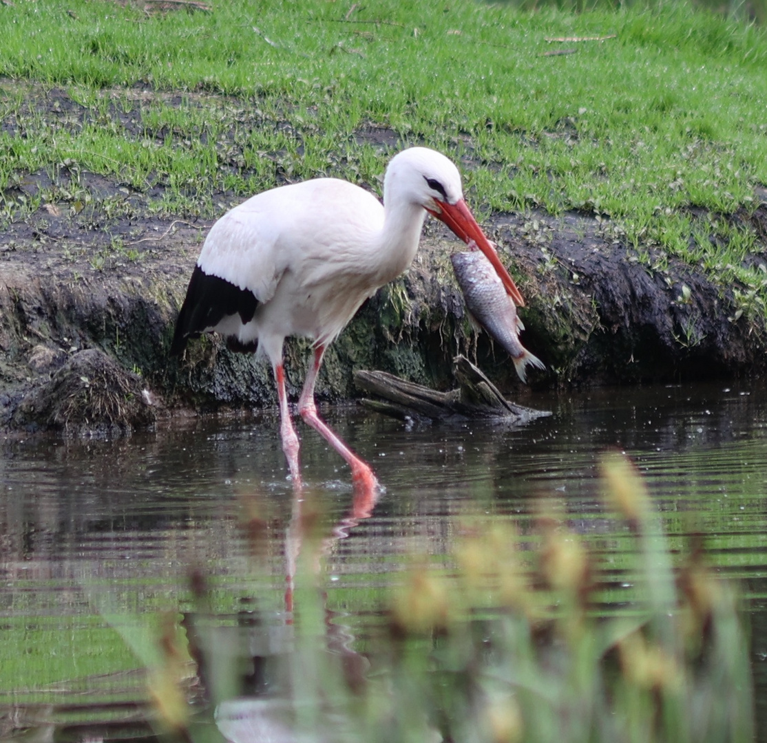 Storch mit Fisch