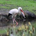 Storch mit Fisch