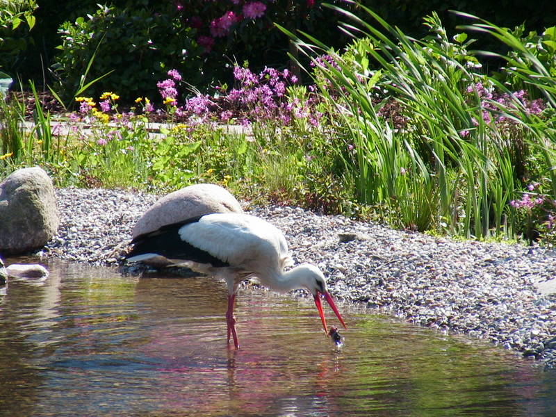 Storch mit Frosch Foto &amp; Bild makro , natur Bilder auf