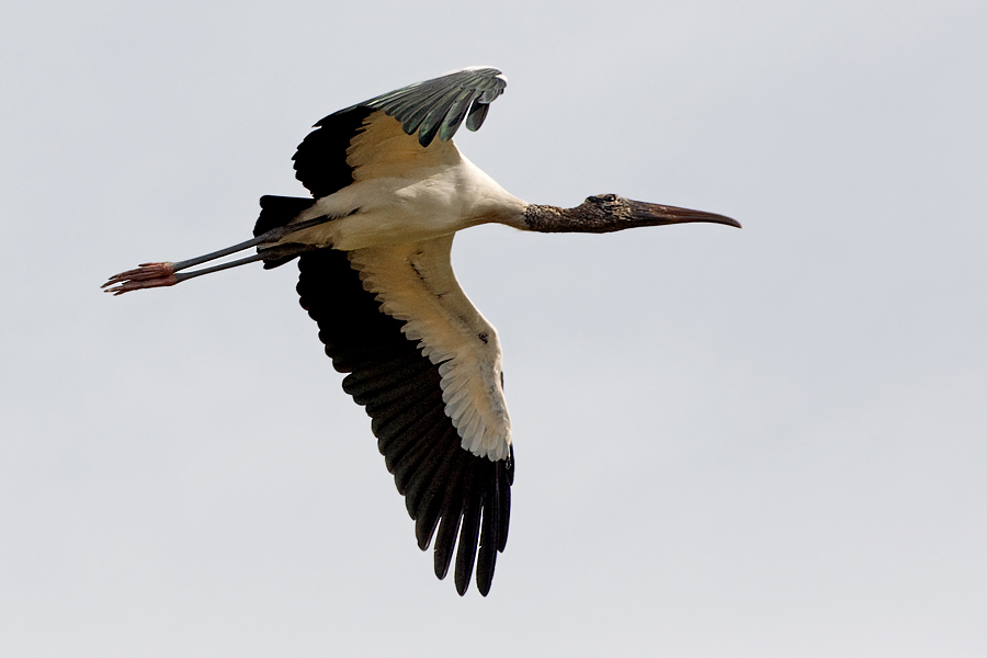 "Storch mit Geierkopf"...