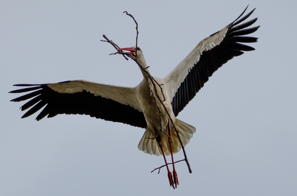 Storch mit Gepäck