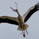 Storch mit Gepäck