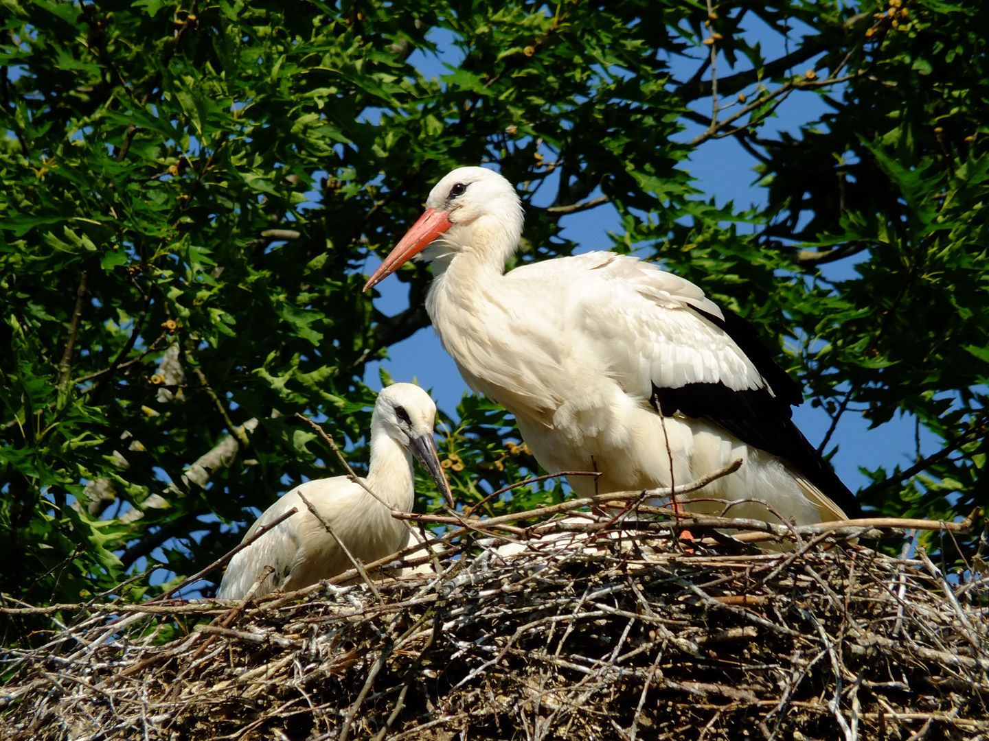 Storch mit Jungem