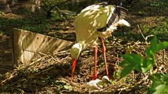 Storch mit Jungem 2