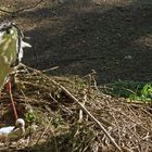 Storch mit Jungem 3