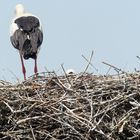 Storch mit Jungem