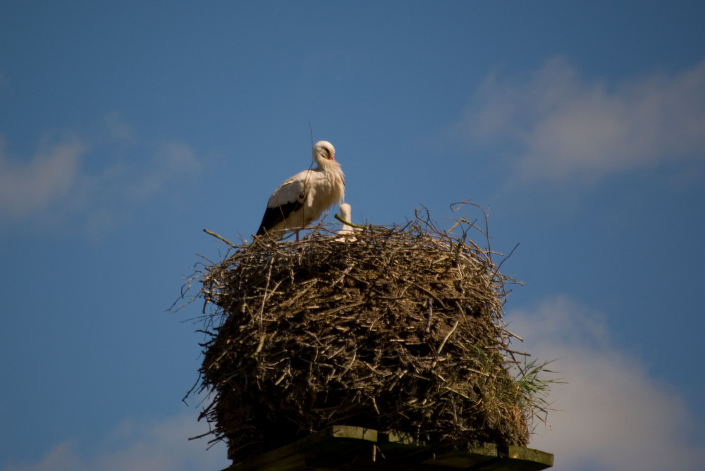 Storch mit Jungem