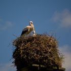 Storch mit Jungem