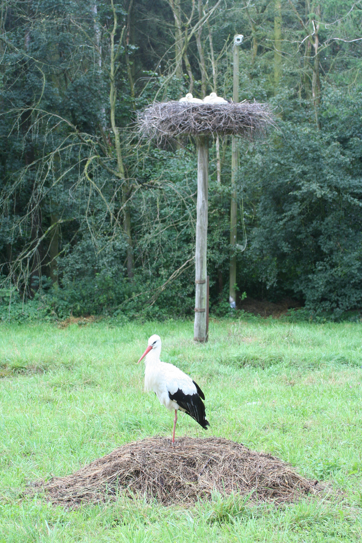 Storch mit Jungen