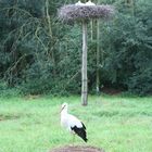 Storch mit Jungen