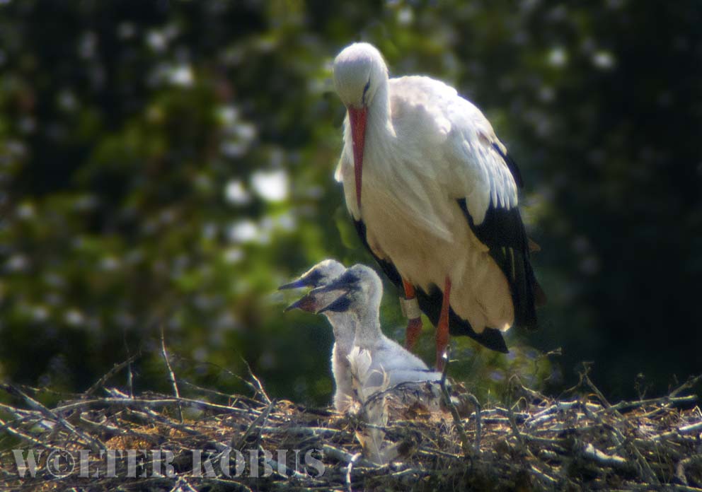 Storch mit Jungen 2