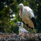 Storch mit Jungen 2