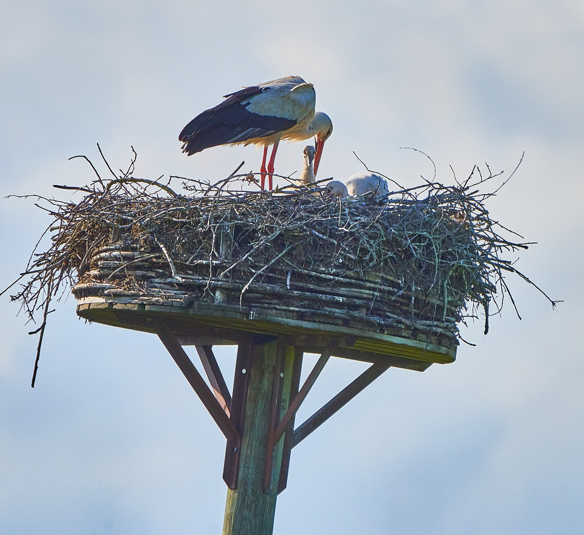 Storch mit Jungen