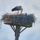 Storch mit Jungen