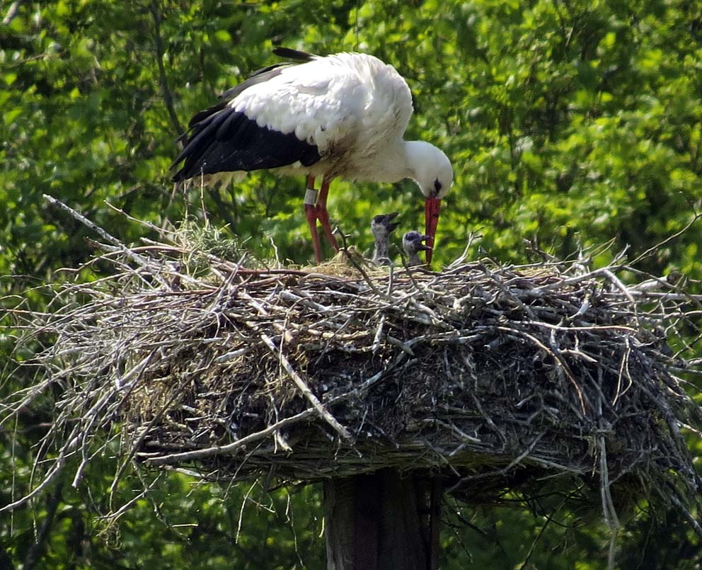 Storch mit Jungen