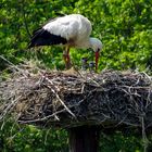 Storch mit Jungen