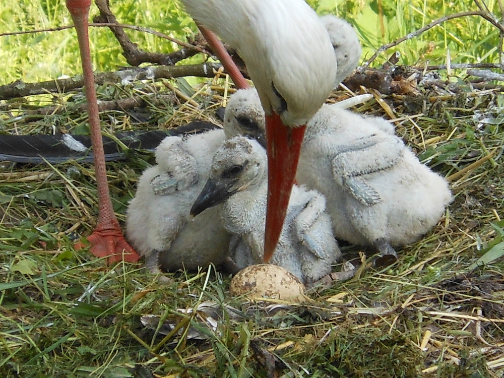 Storch mit Jungen im Zoo Basel