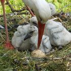 Storch mit Jungen im Zoo Basel