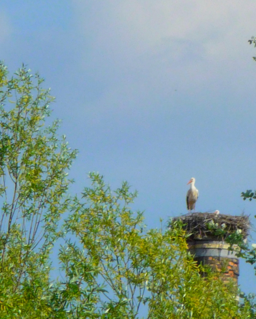 Storch mit Kind